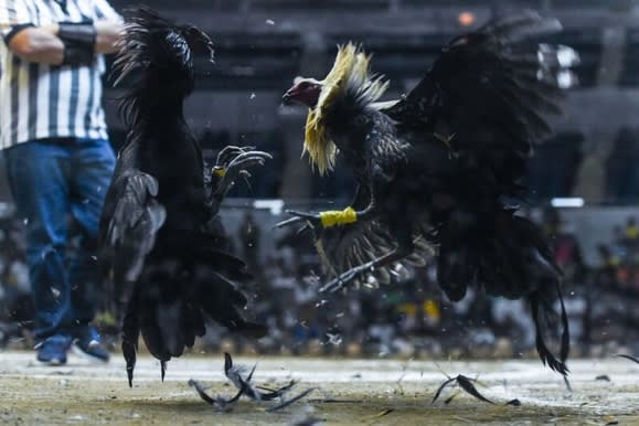 Sabung Ayam Live Streaming Uang Asli Yang Aman