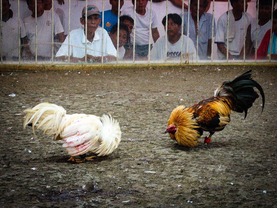  Keuntungan  Bermain Judi Sabung Ayam  Secara Online Blog 